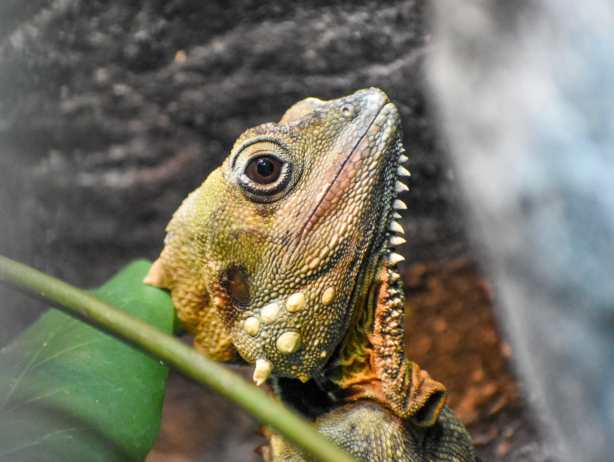 Boyd's Forest Dragon