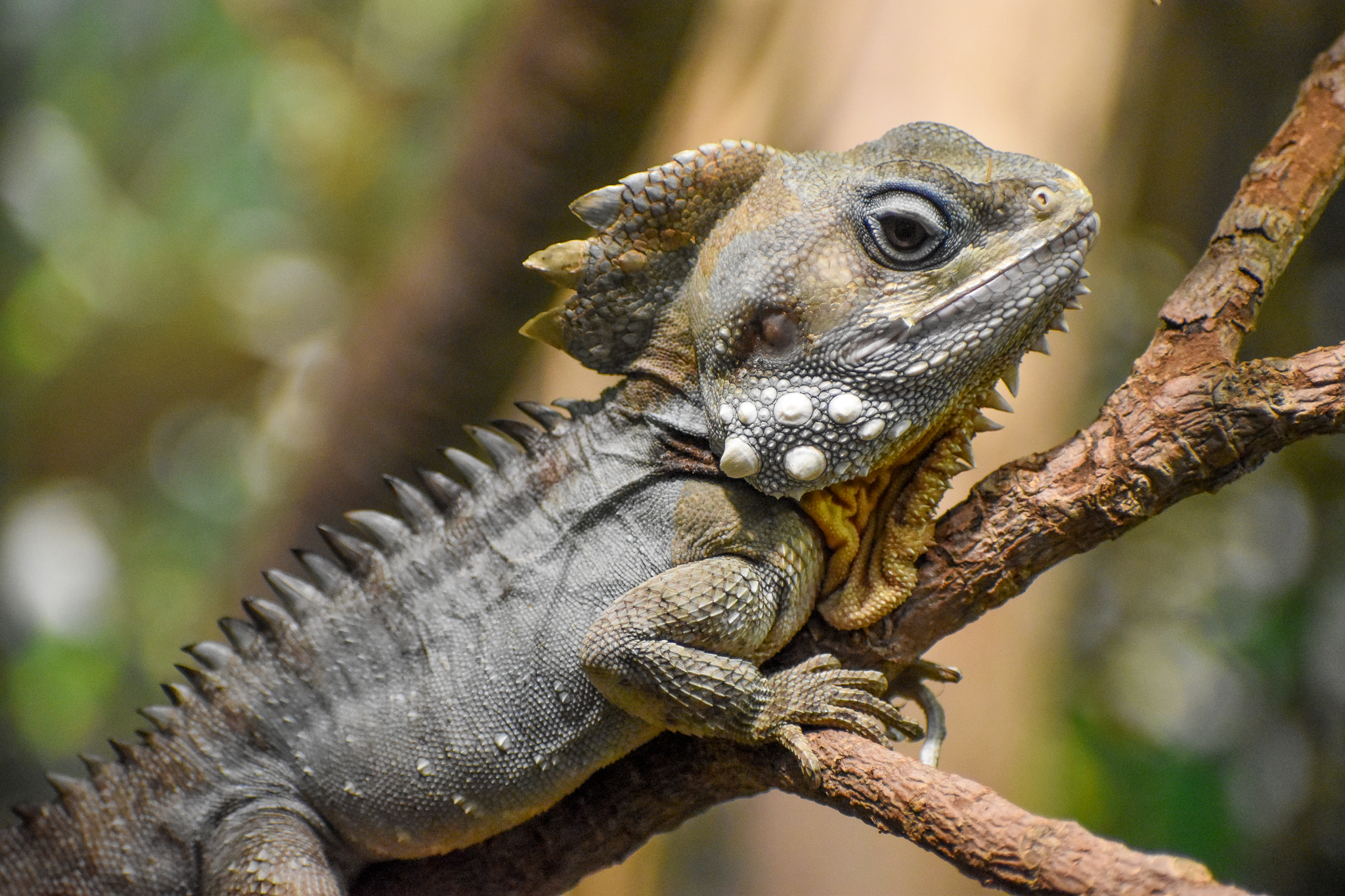 Boyd's Forest Dragon