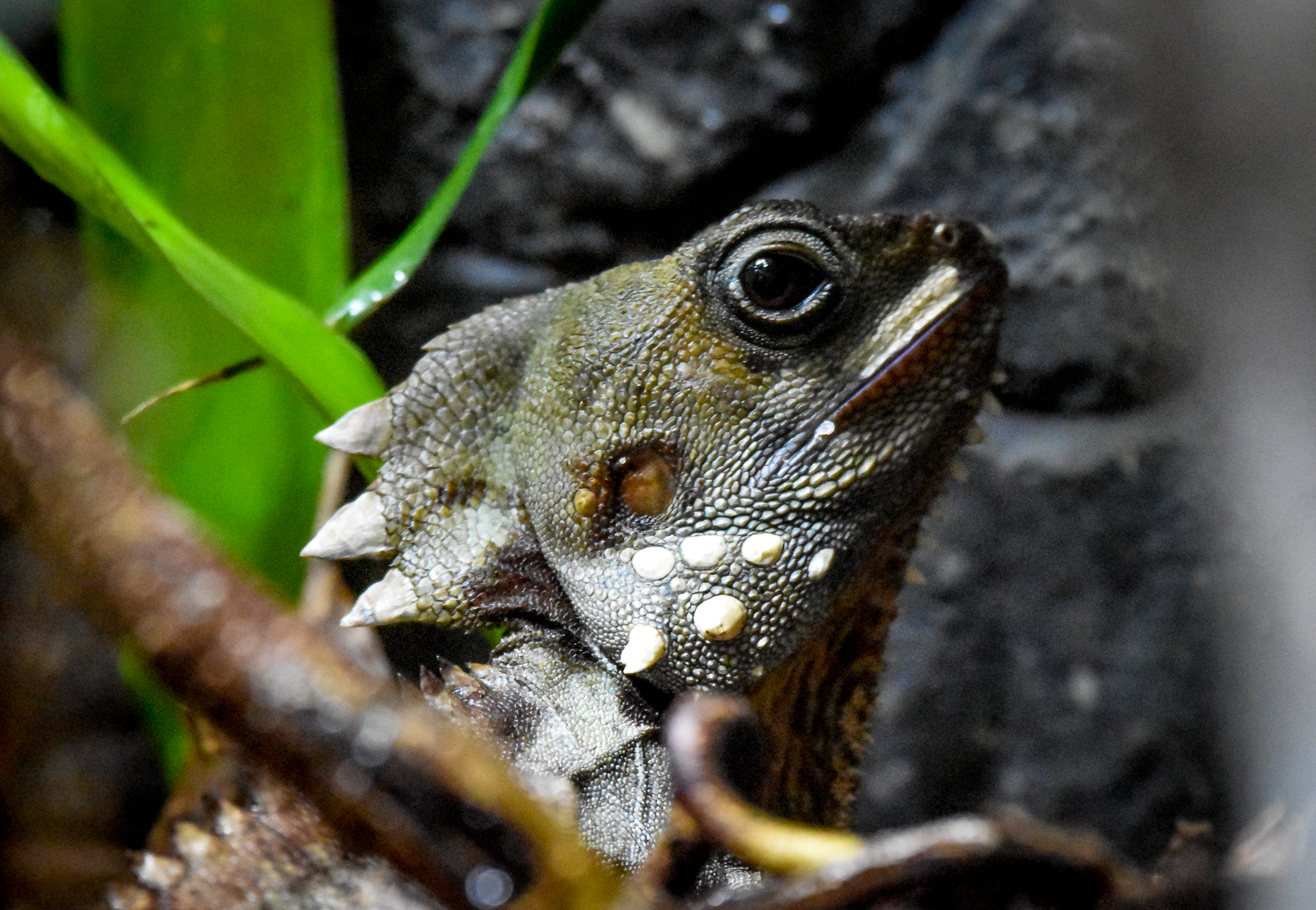 Boyd's Forest Dragon