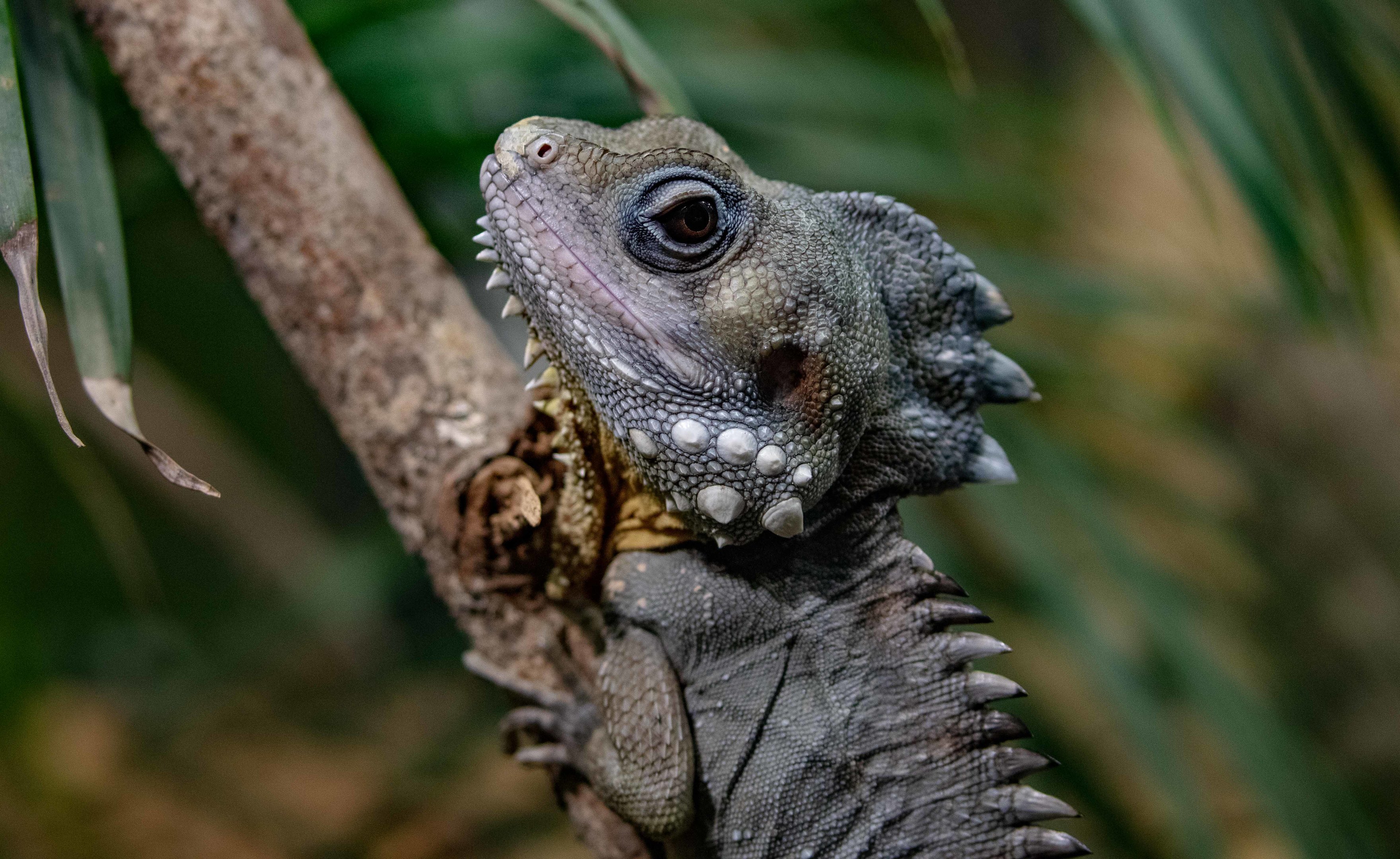 Boyd's Forest dragon