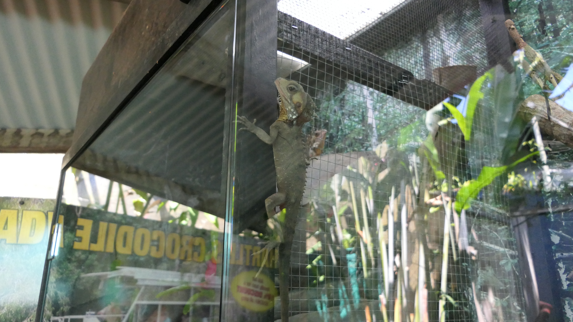 Boyd's Forest Dragon