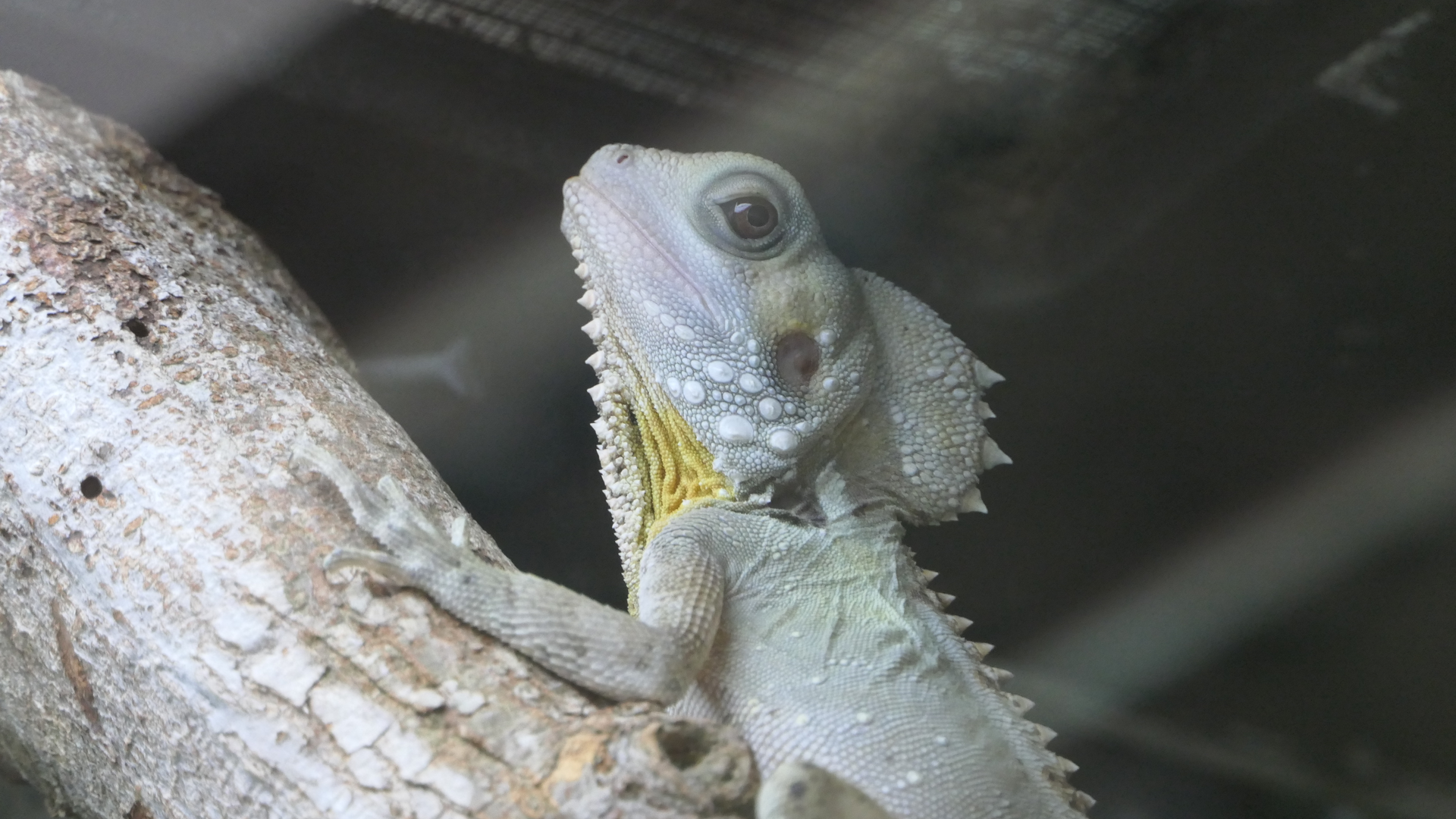 Boyd's Forest Dragon