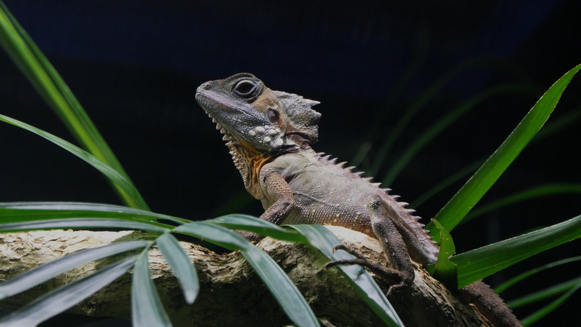 Boyd's Forest Dragon