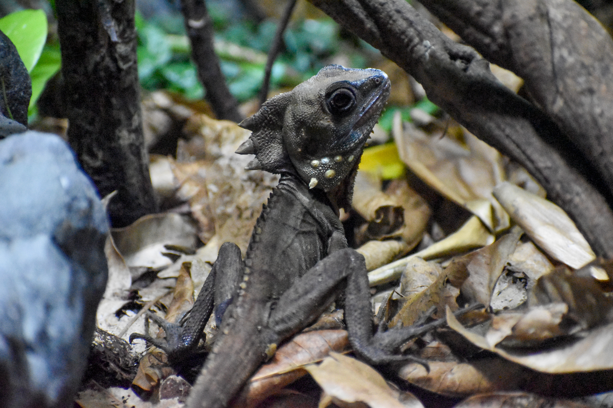 Boyd's Forest Dragon