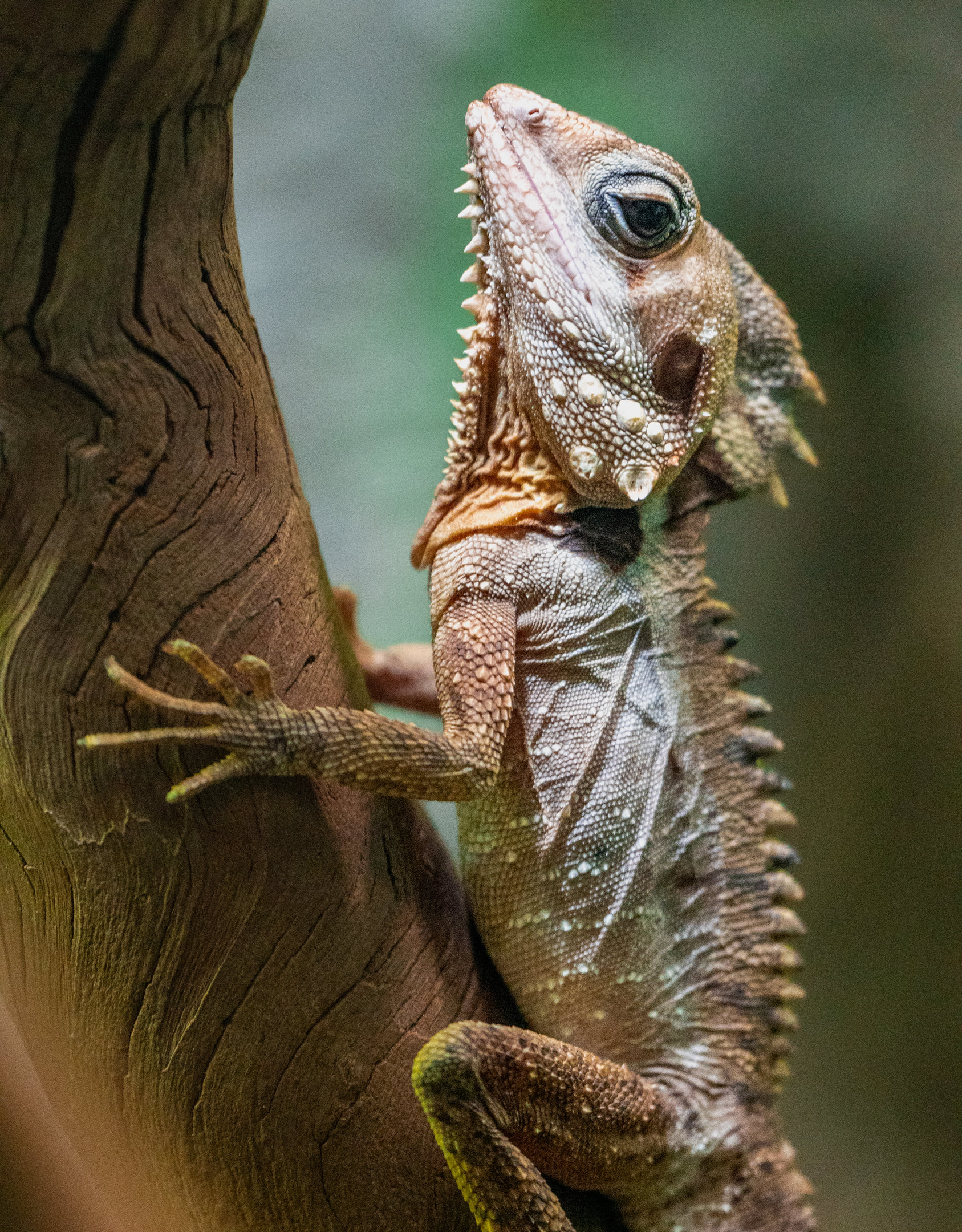 Boyd’s Forest Dragon