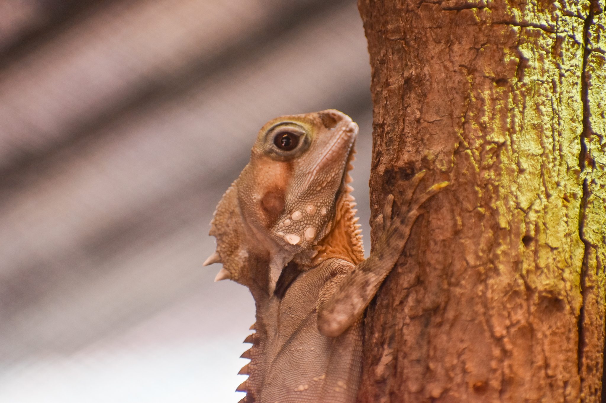 Boyd's Forest Dragon