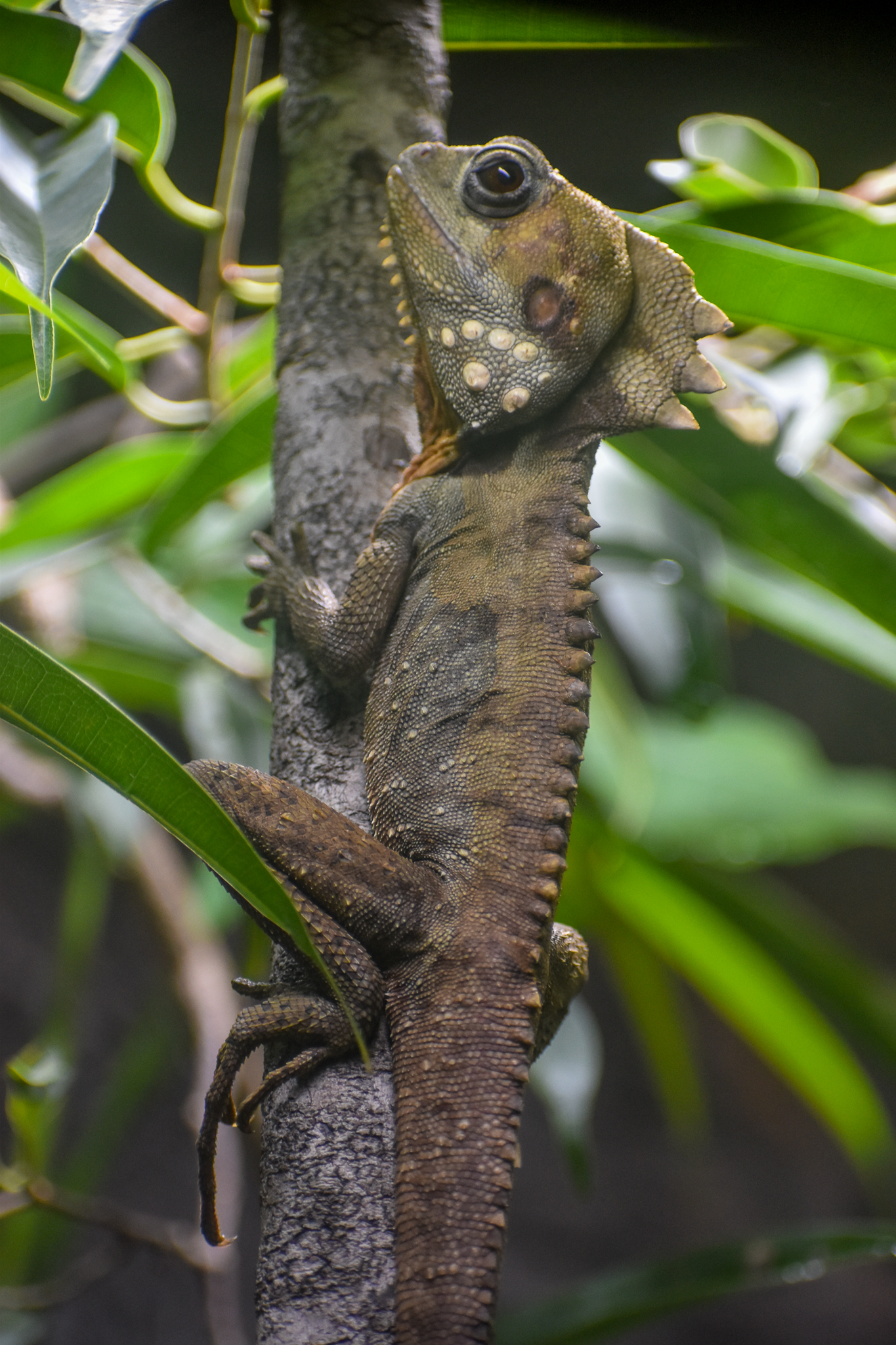 Boyd's Forest Dragon