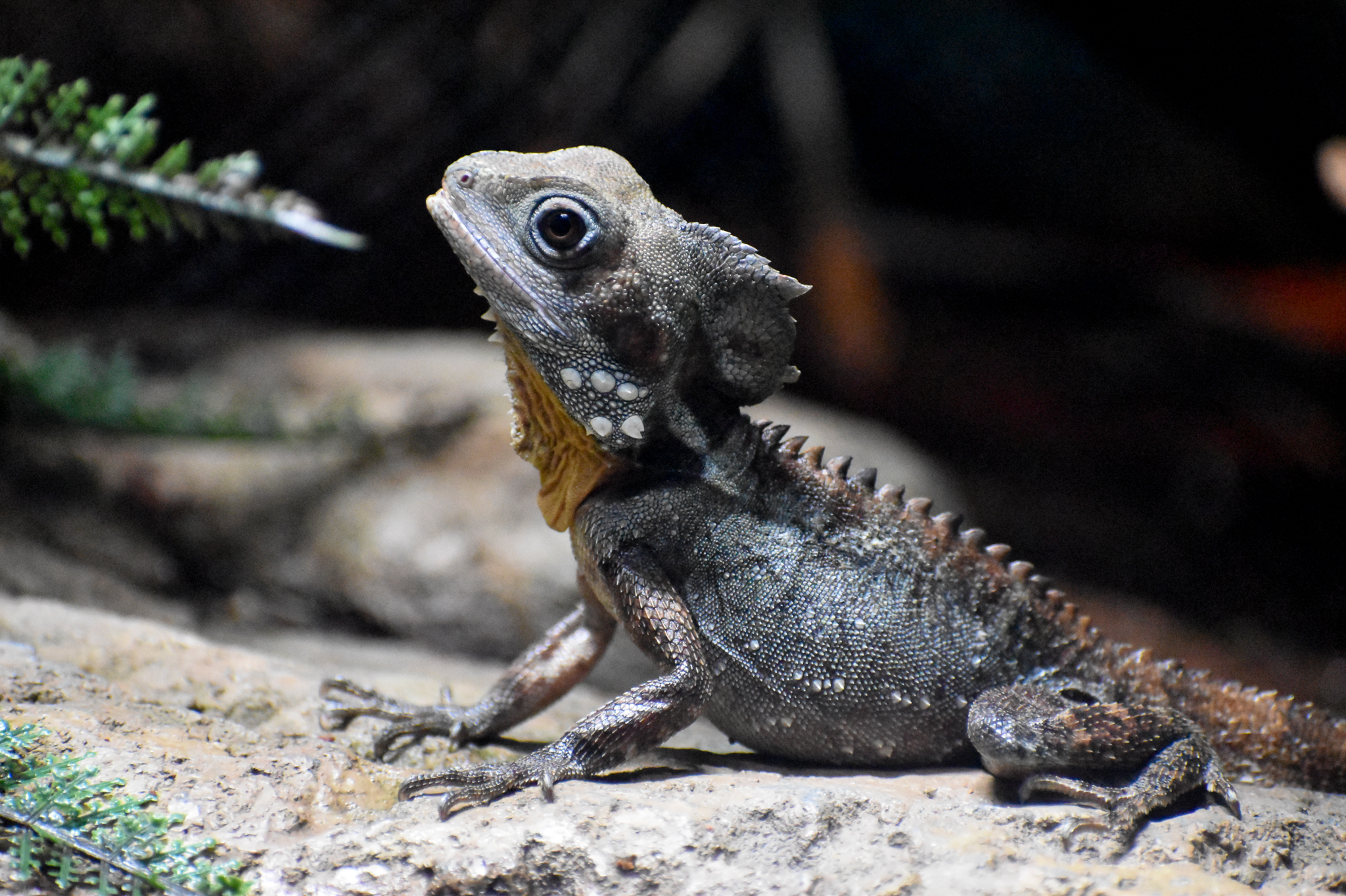 Boyd's Forest Dragon