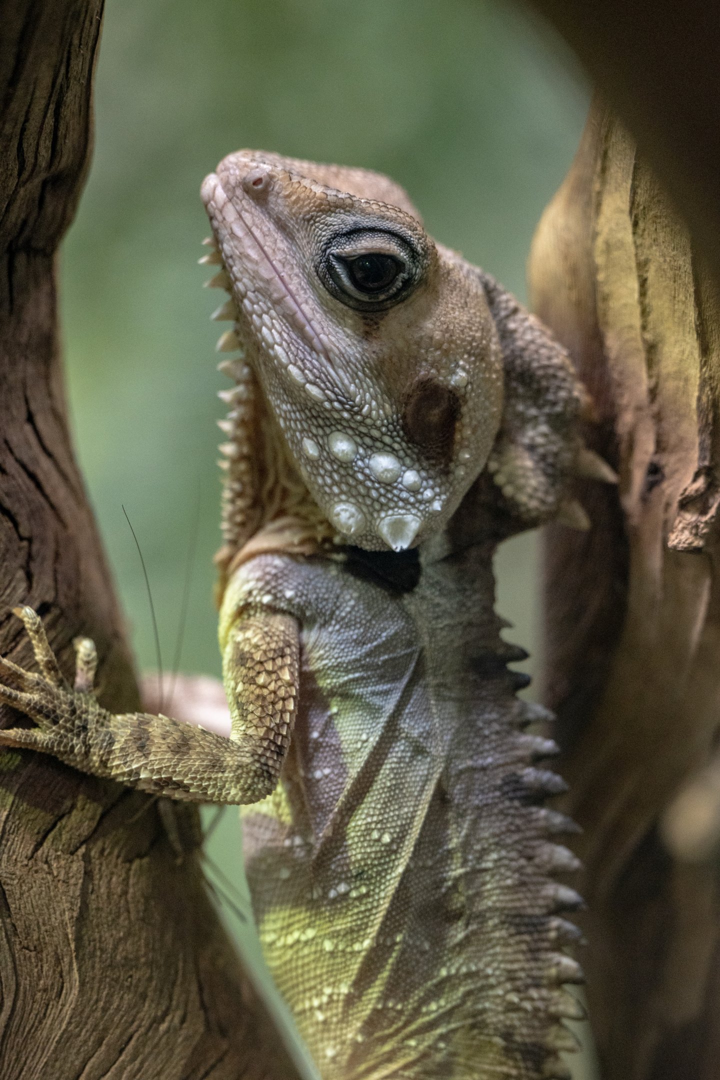 Boyd’s Forest Dragon
