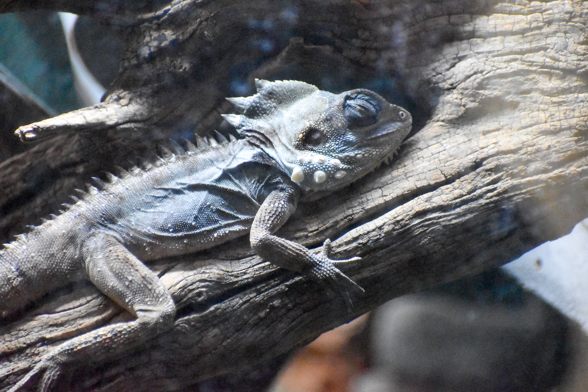 Boyd's Forest Dragon