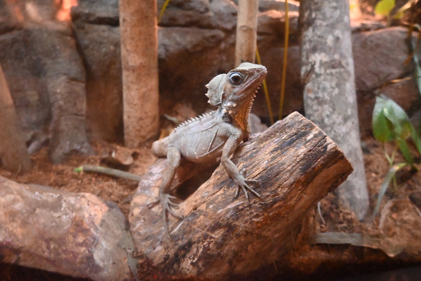 Boyd's Forest Dragon