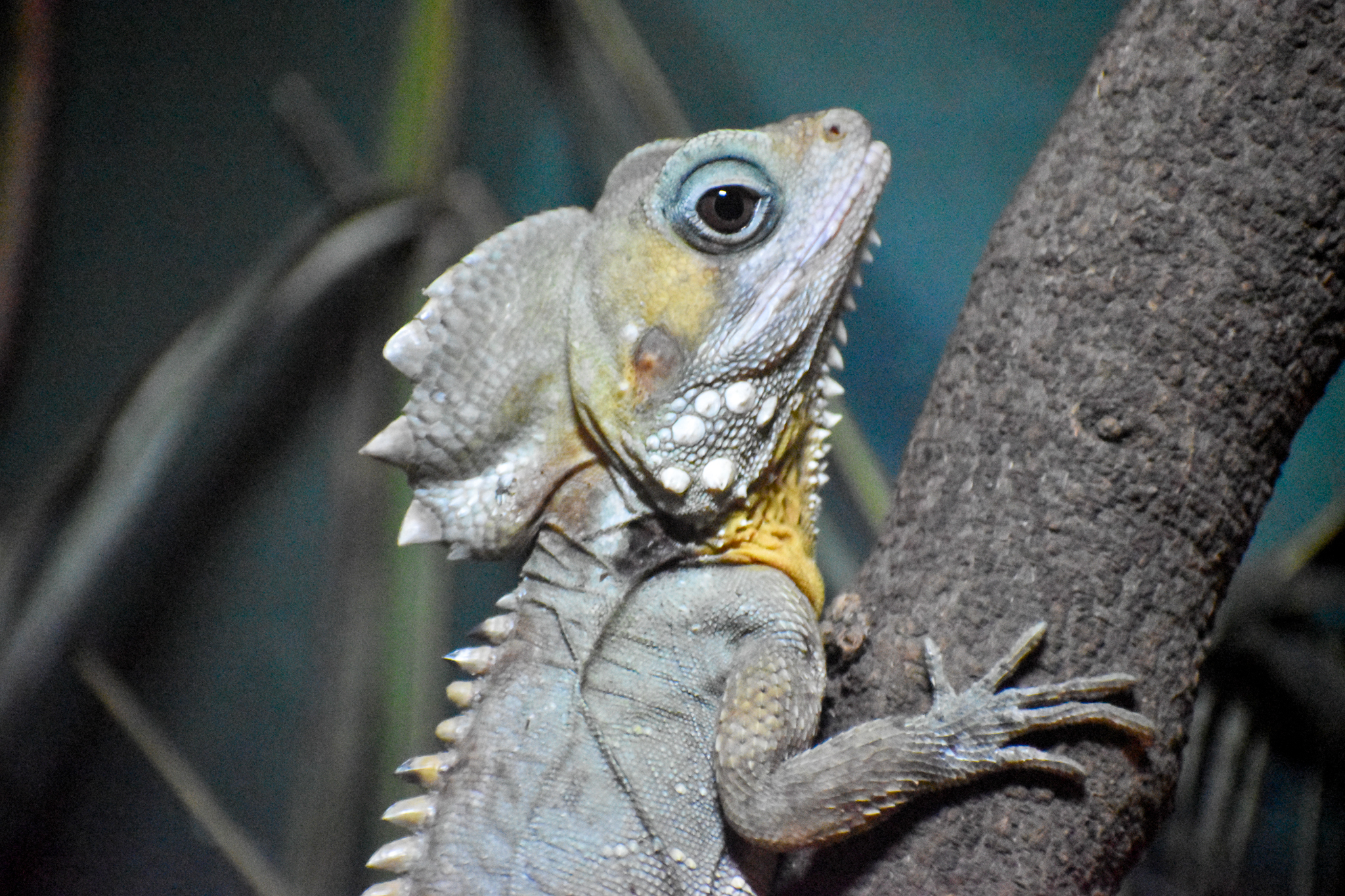 Boyd's Forest Dragon