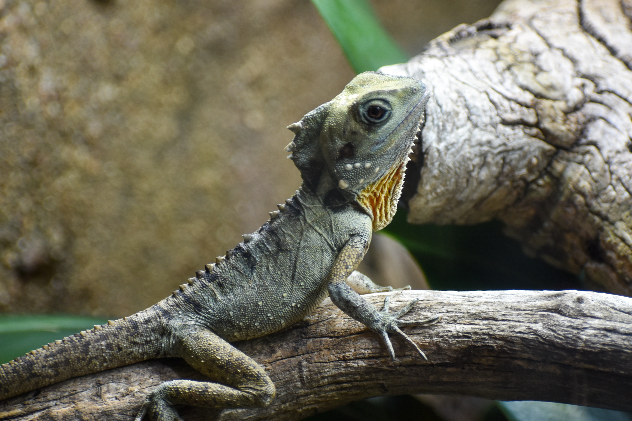 Boyd's Forest Dragon
