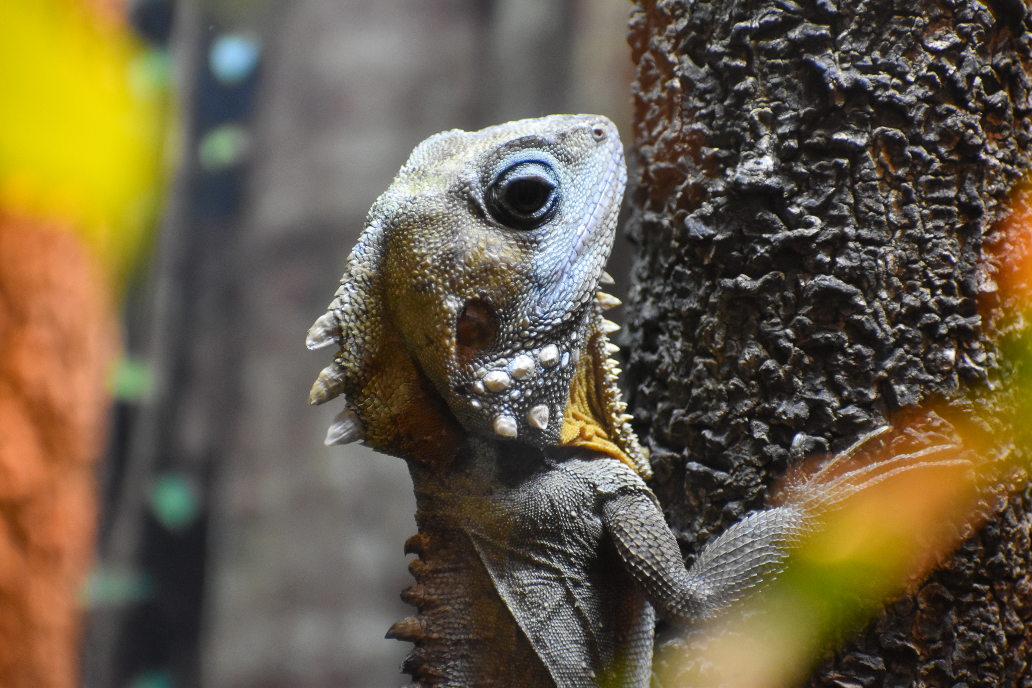 Boyd's Forest Dragon