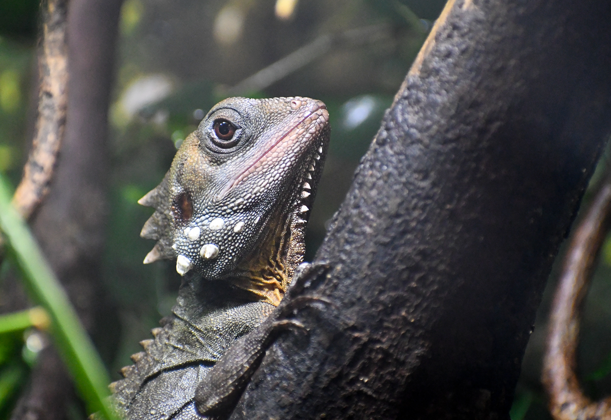 Boyd's Forest Dragon