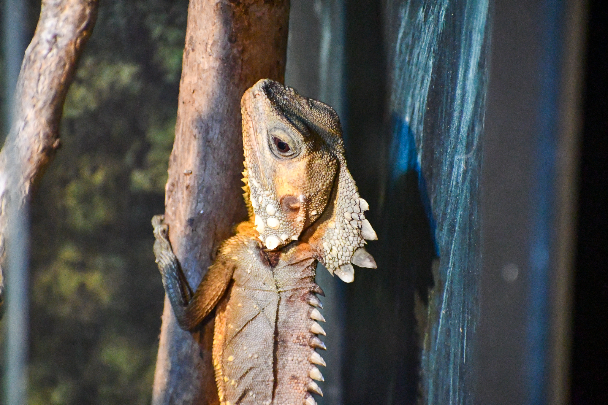 Boyd's Forest Dragon