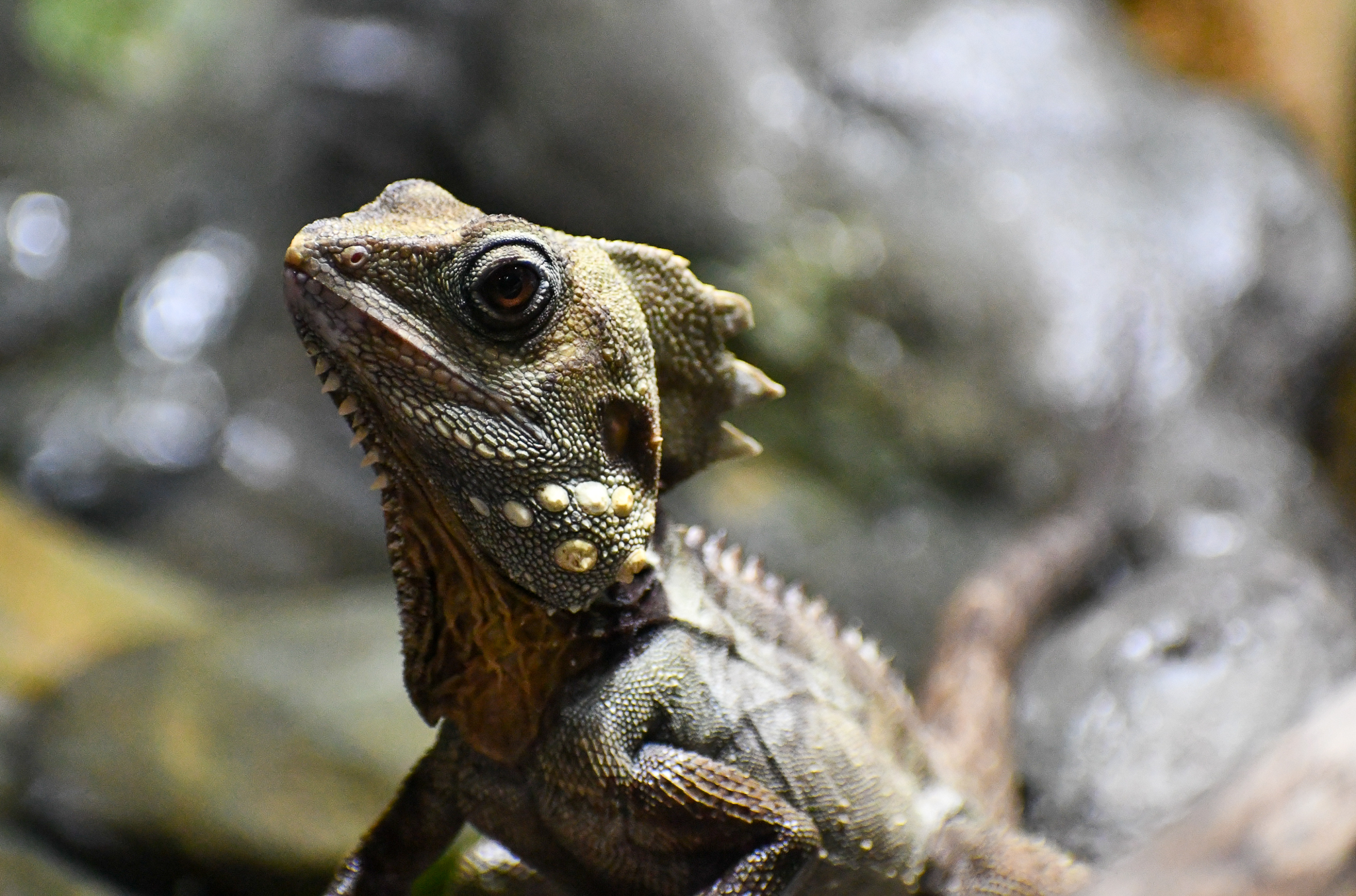 Boyd's Forest Dragon