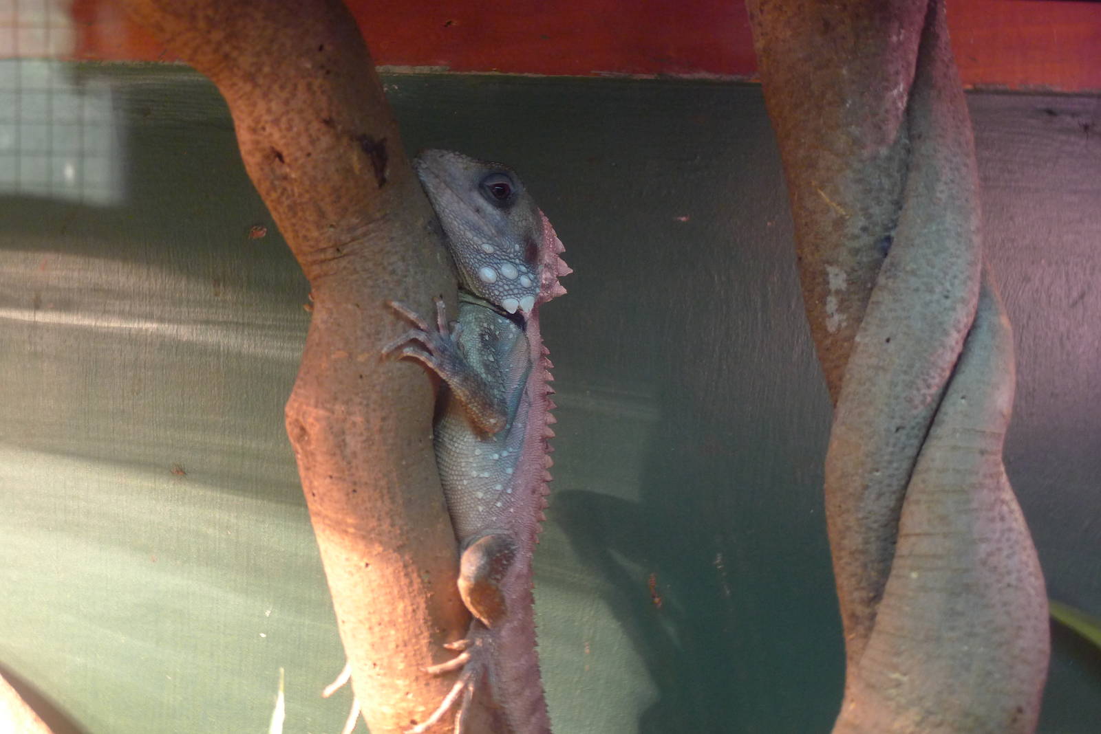 Boyds Forrest Dragon