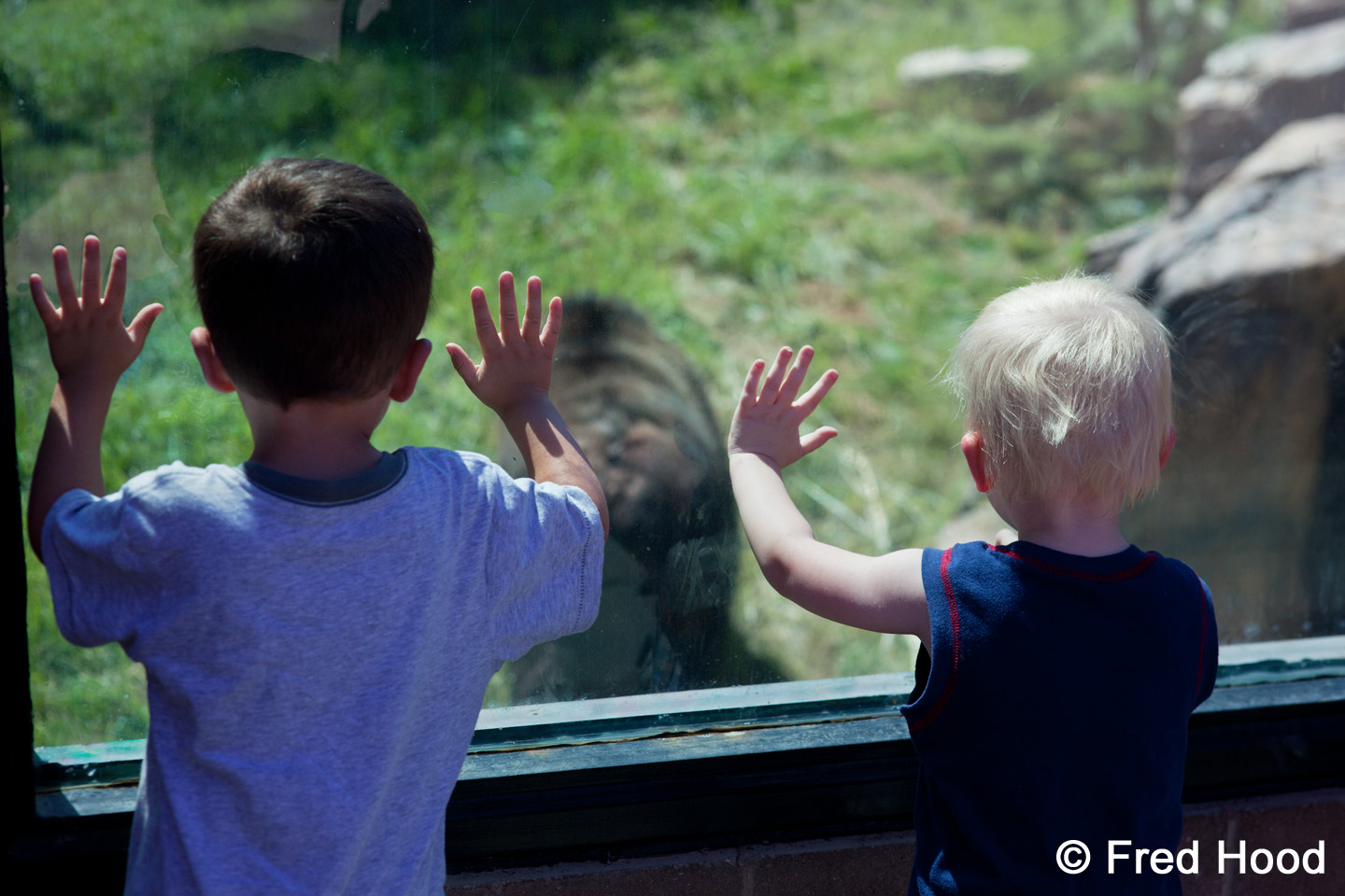 boys watching grizzly bear