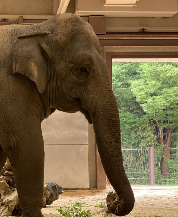 Bozie (Asian Elephant)