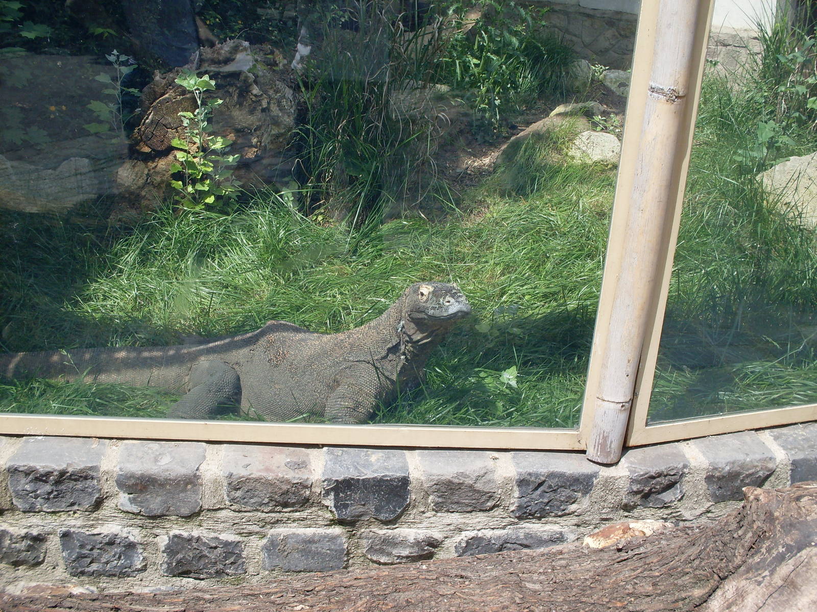 Bp. 2014 may Komodo dragon