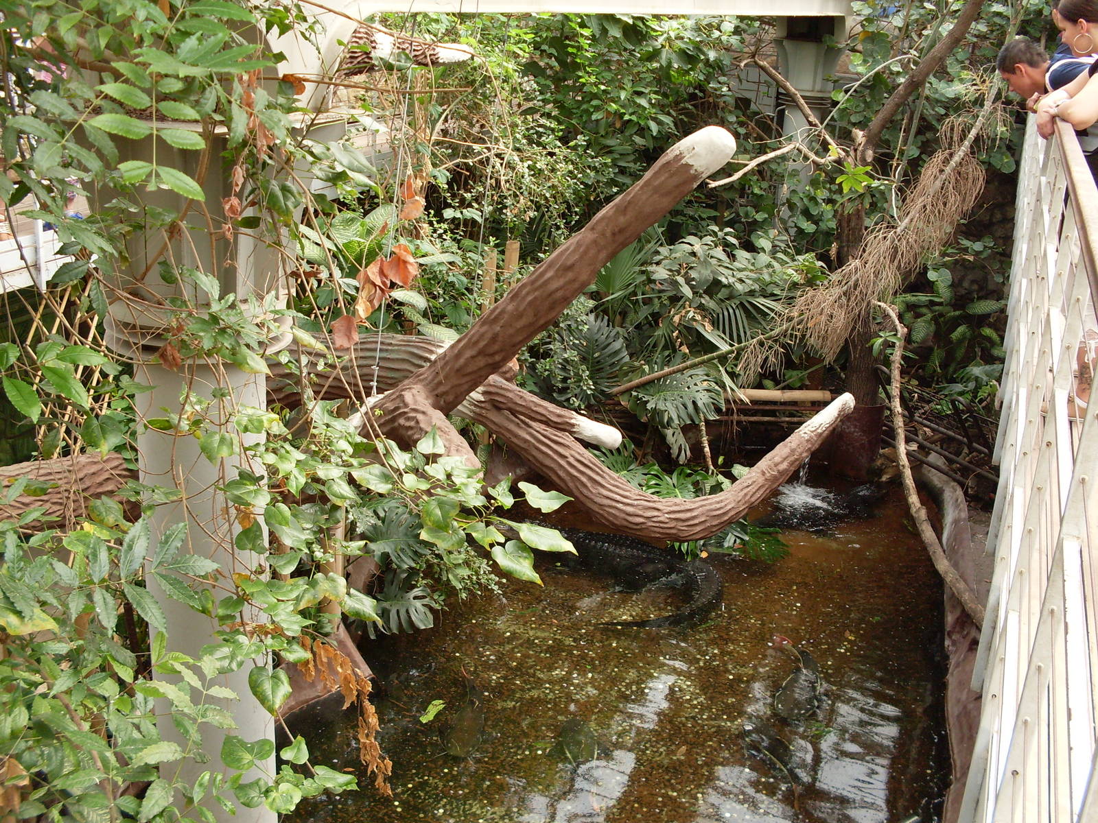 Bp. 2014 may. - palm house America Tropicana