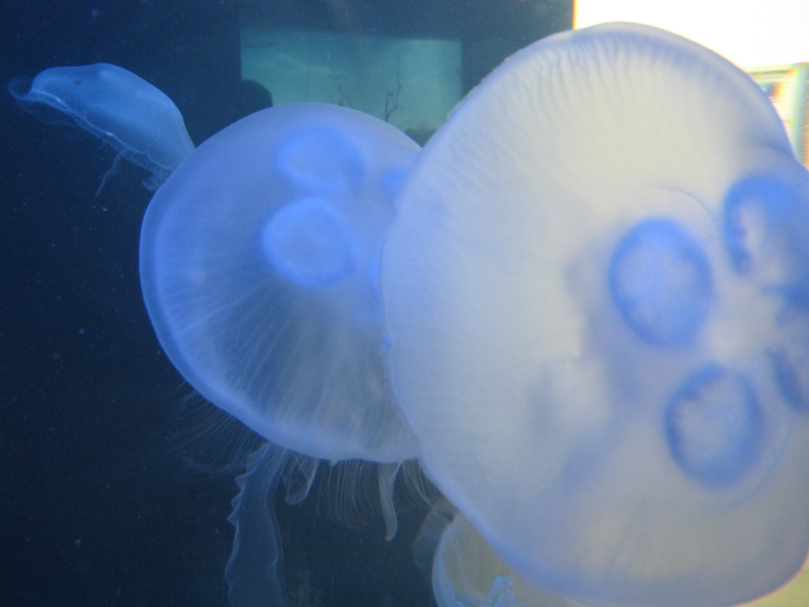 BPZ - Discovery Center