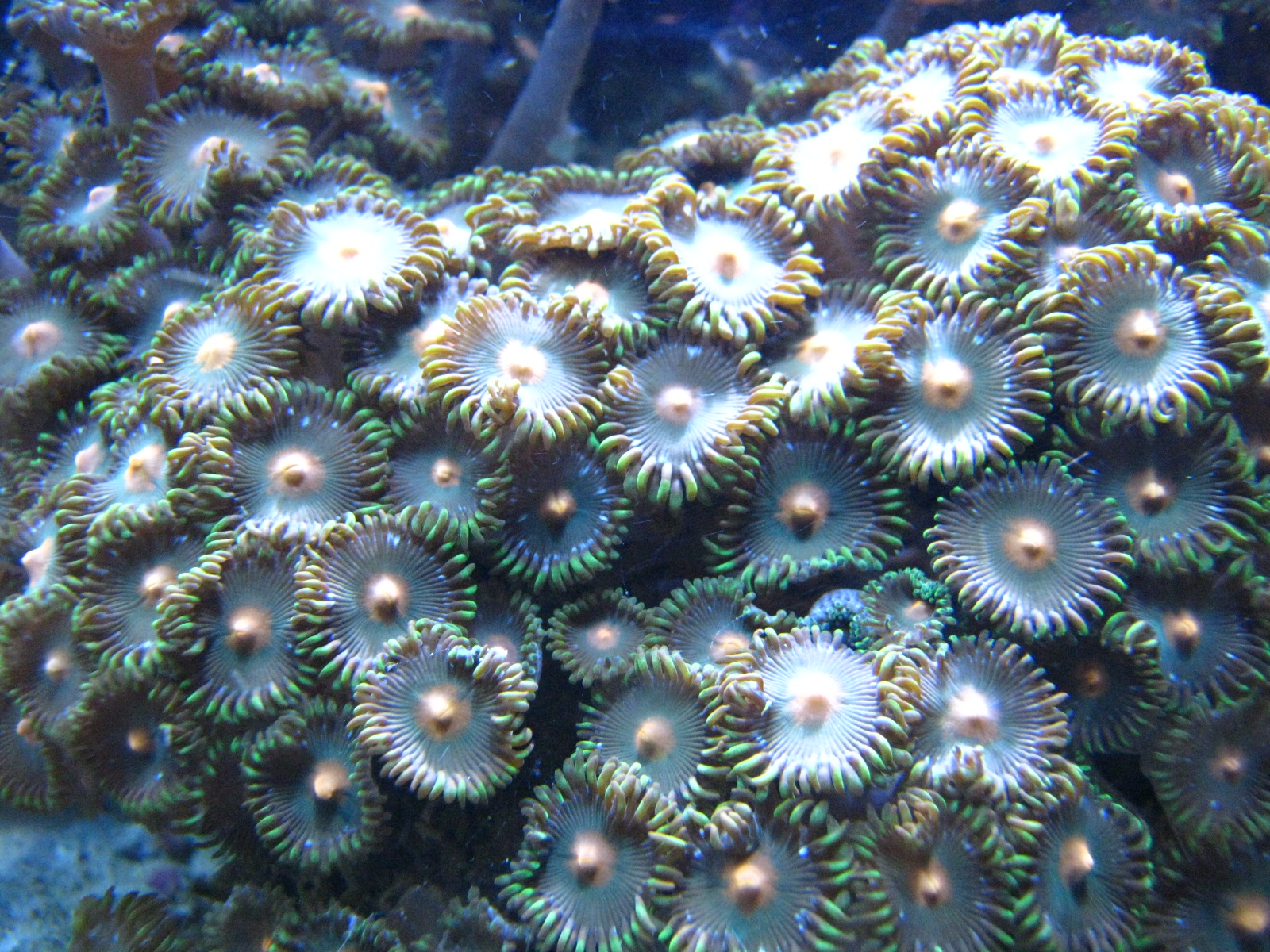 BPZ - Discovery Center