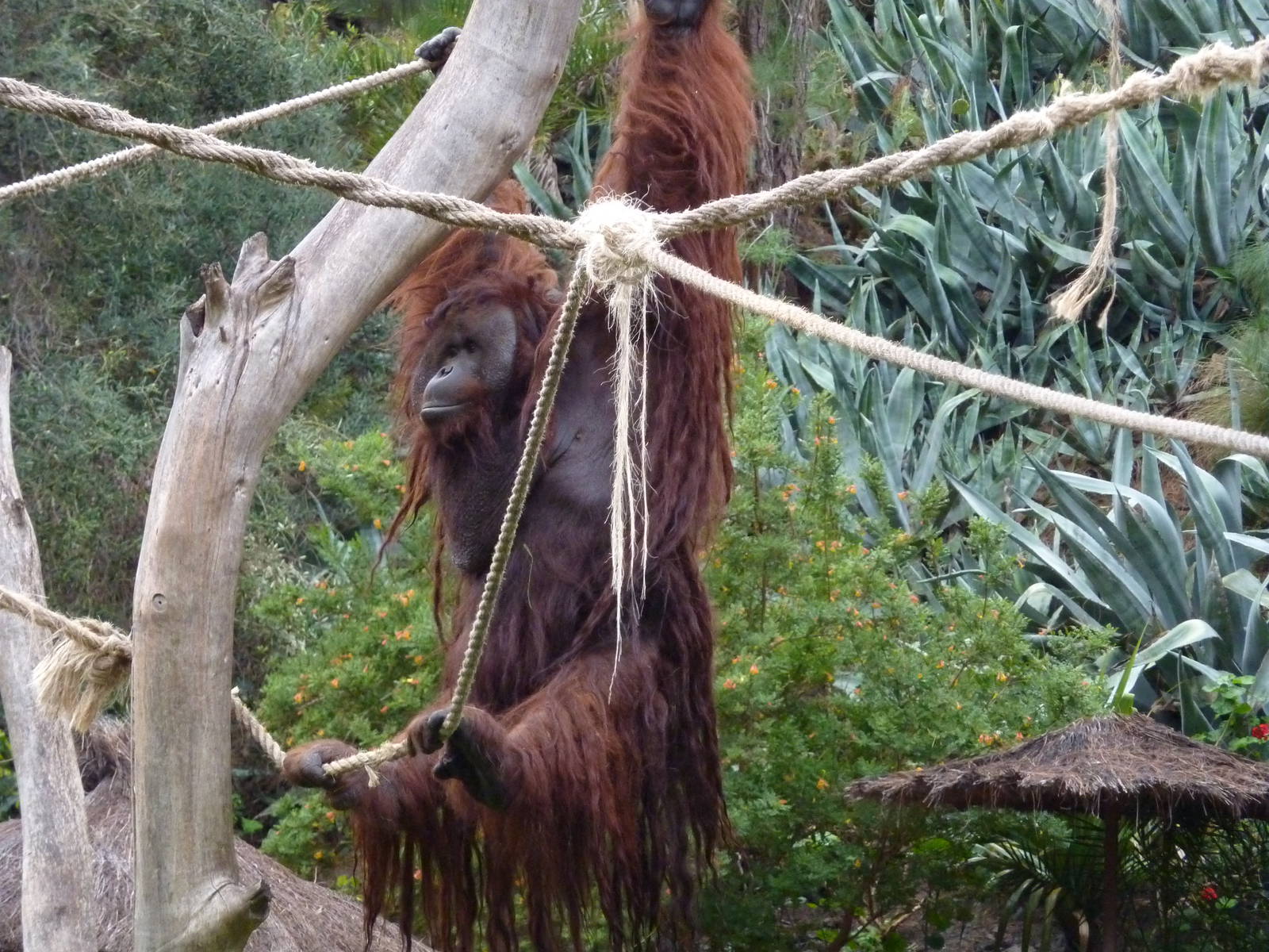 Brachiating orangutan
