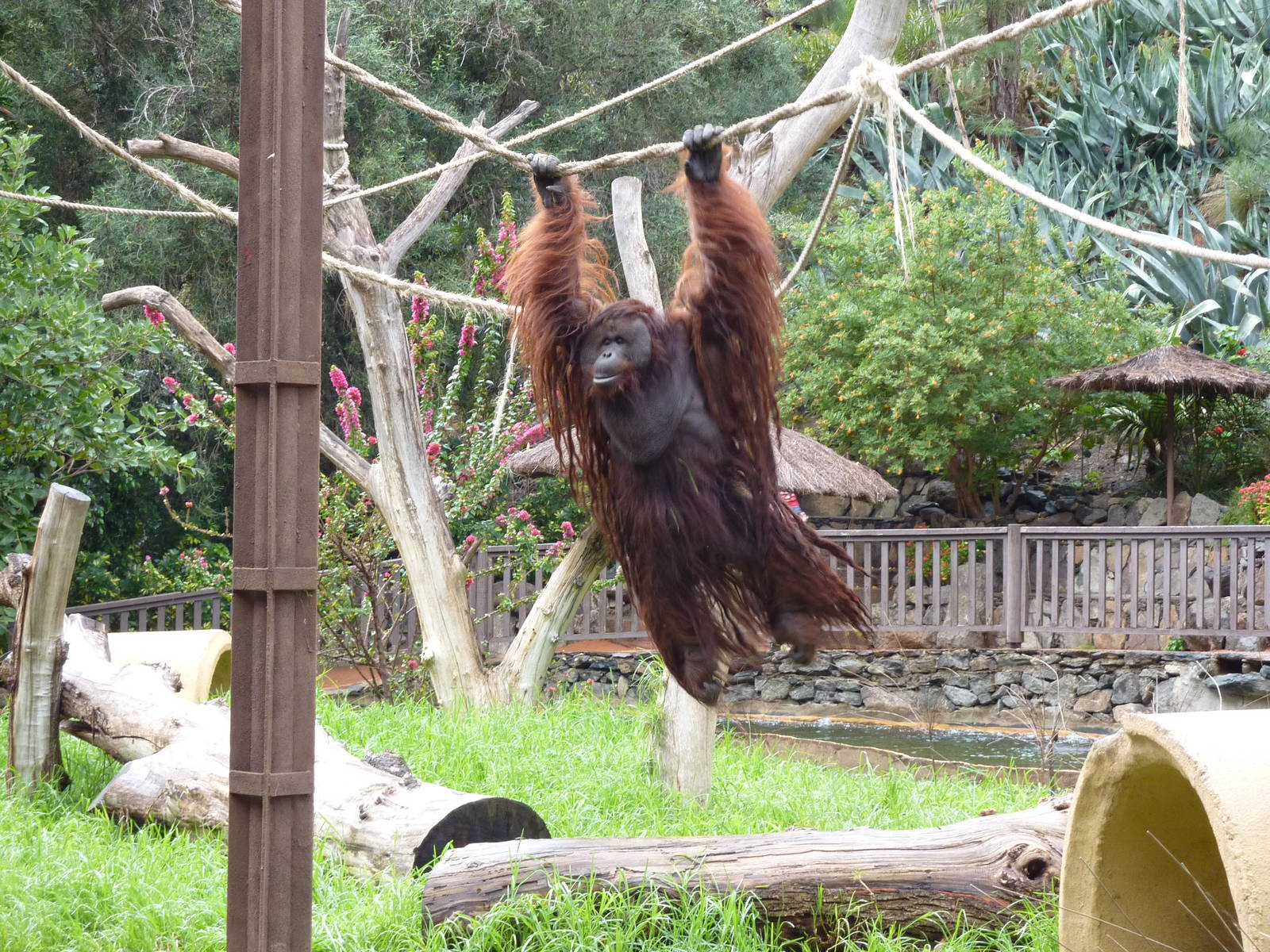 Brachiating orangutan