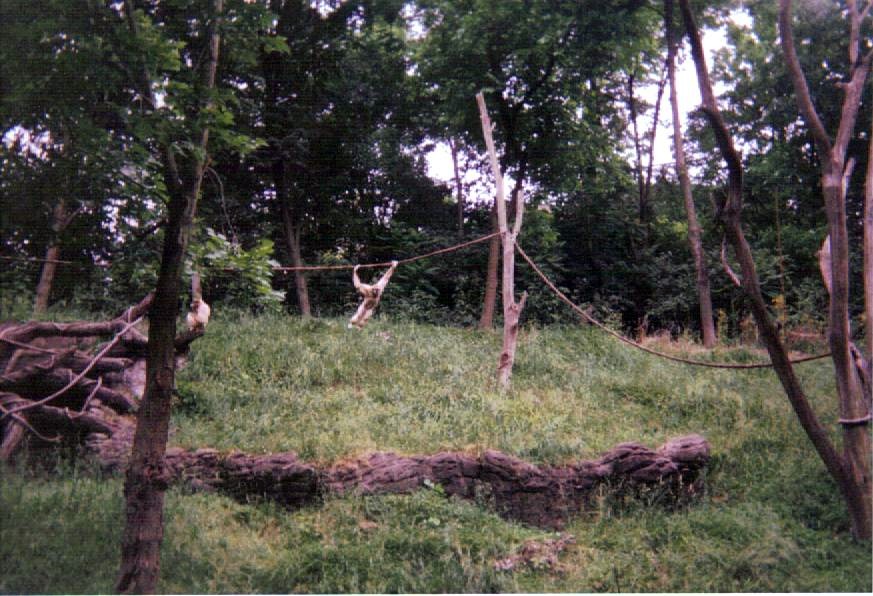 Brachiating White-handed Gibbon ~ Jungle Trails