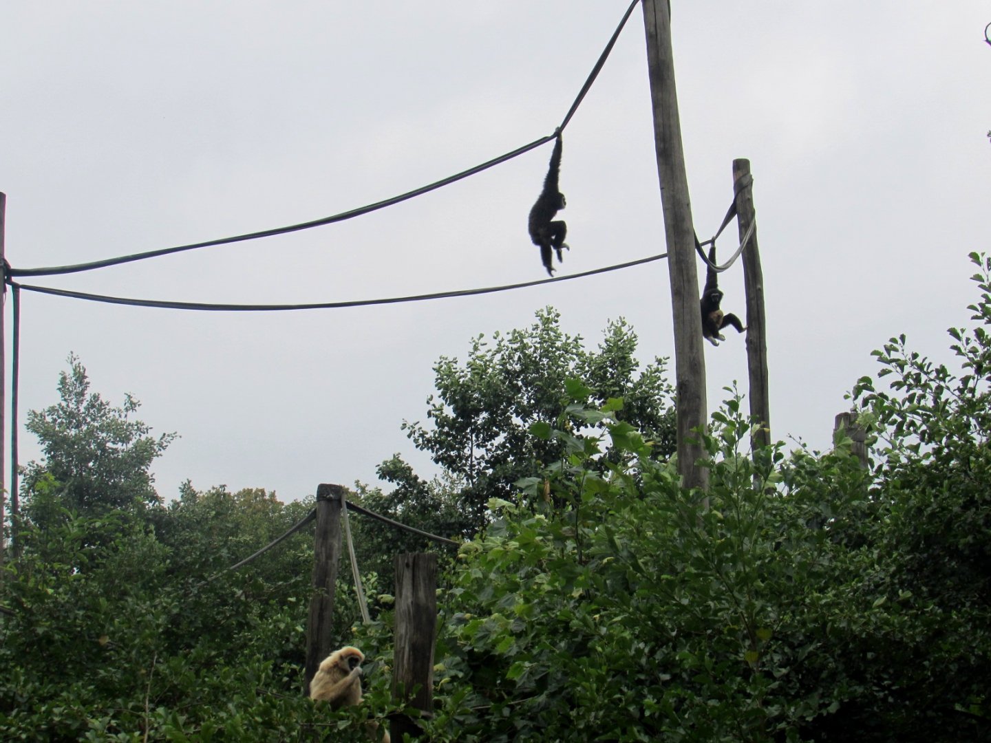Brachiators. White-handed gibbons
