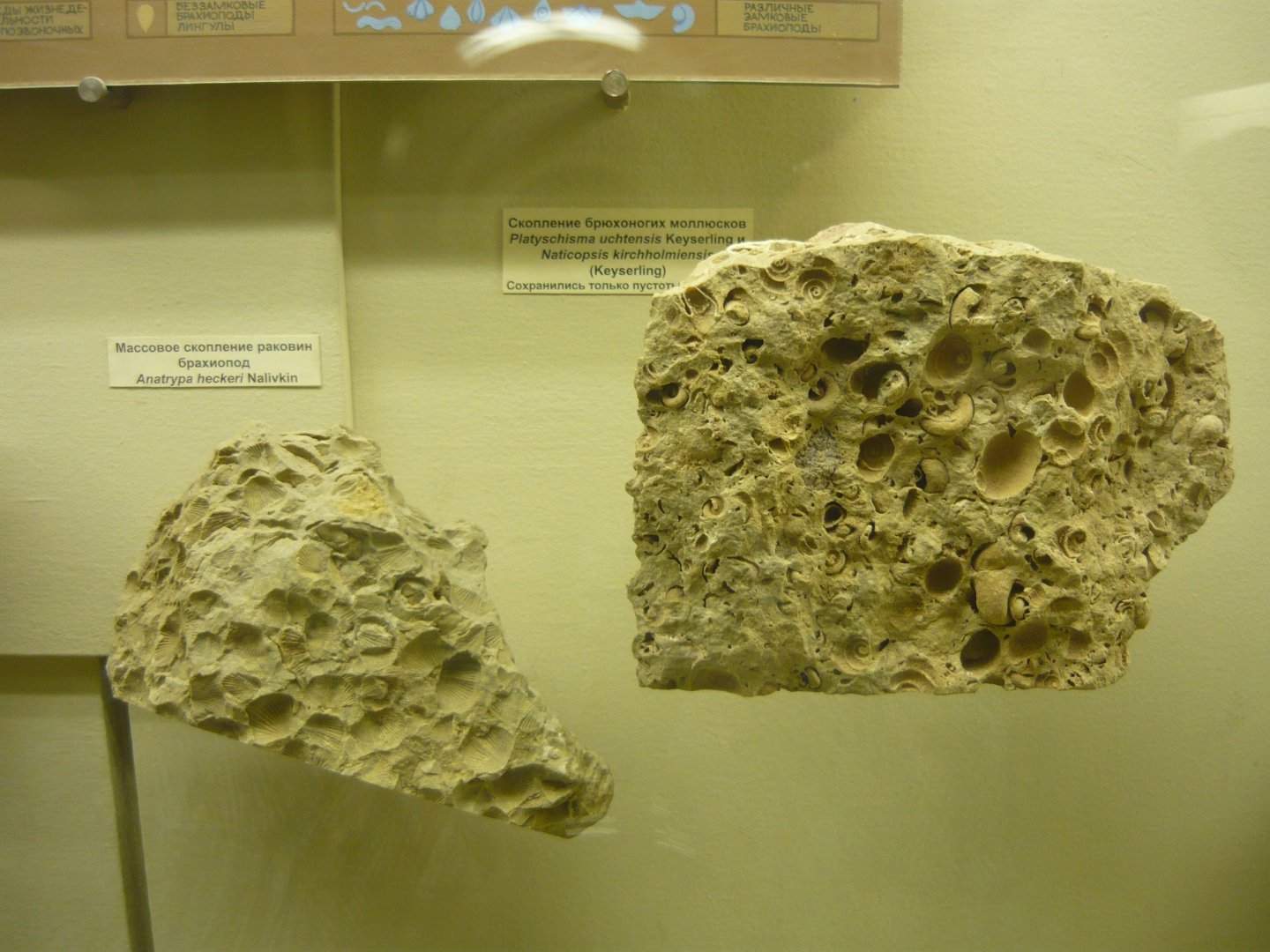 Brachiopods