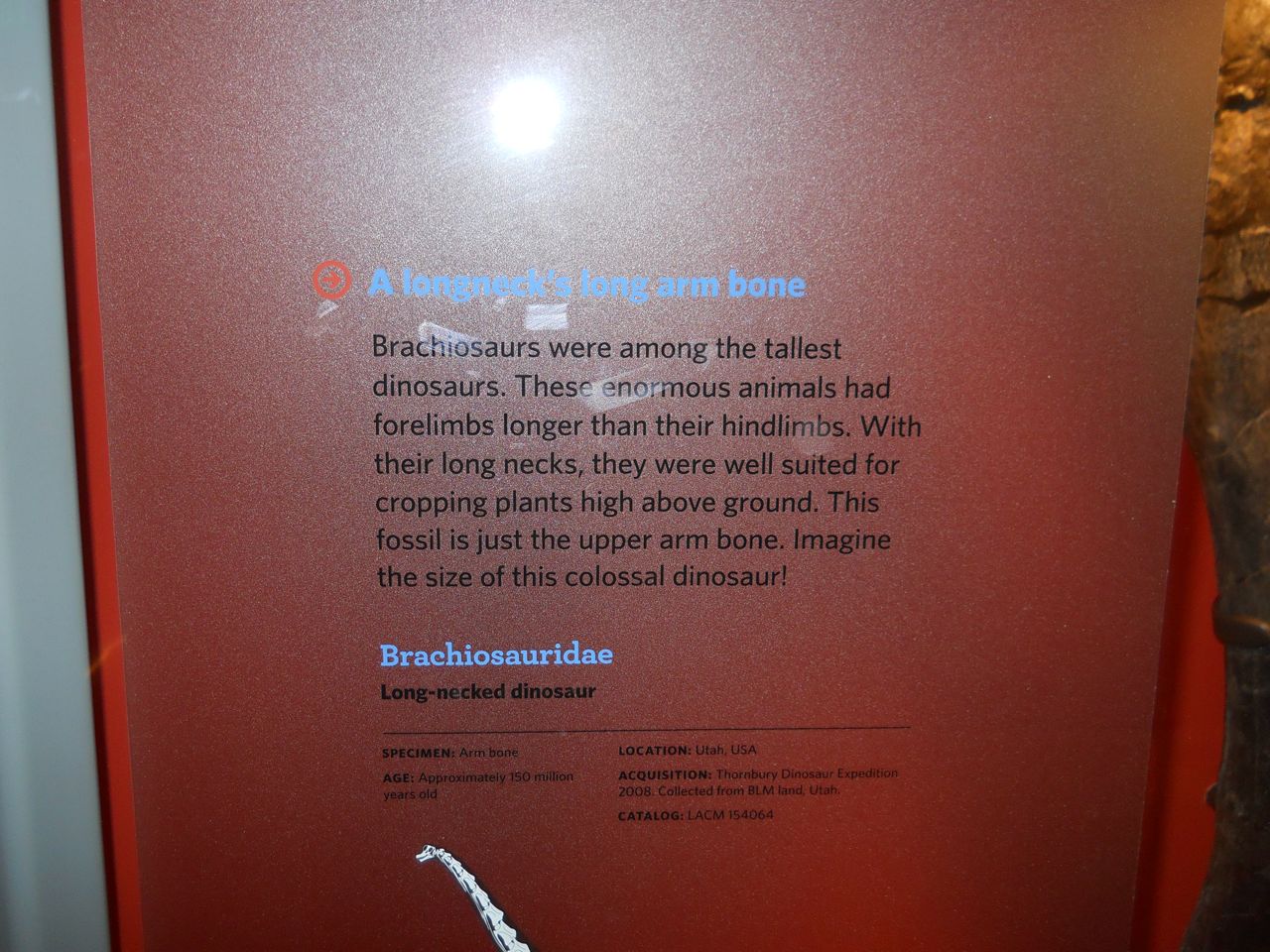 Brachiosaur arm info