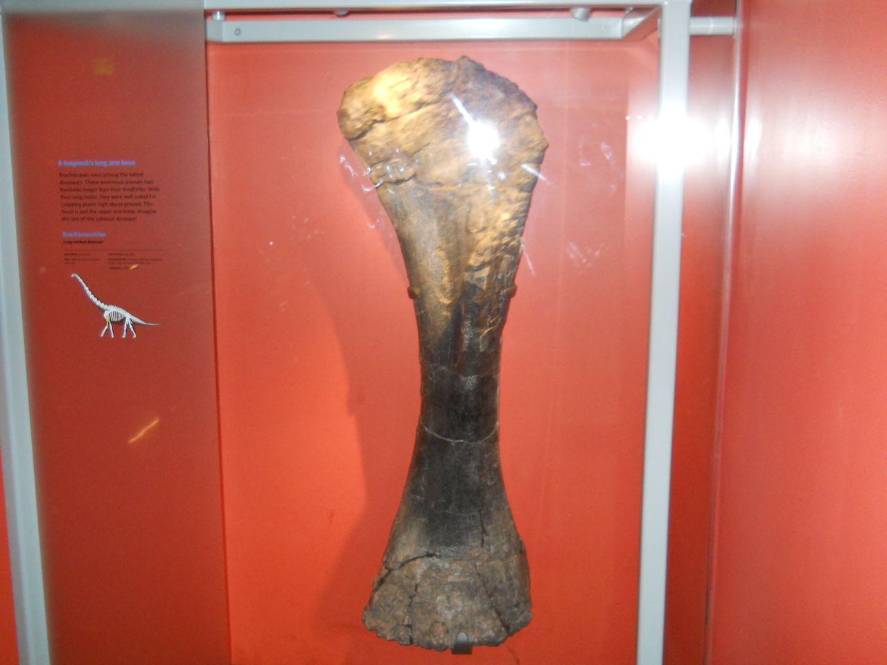 Brachiosaur arm