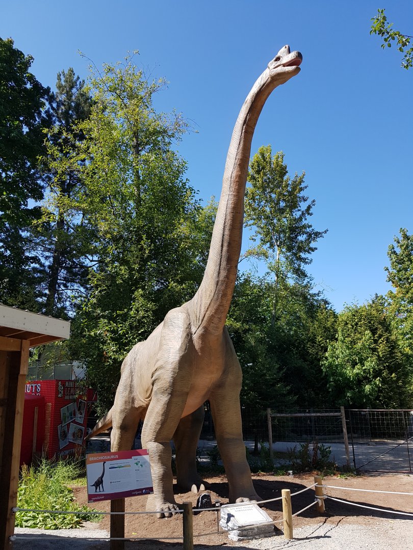 Brachiosaurus Display