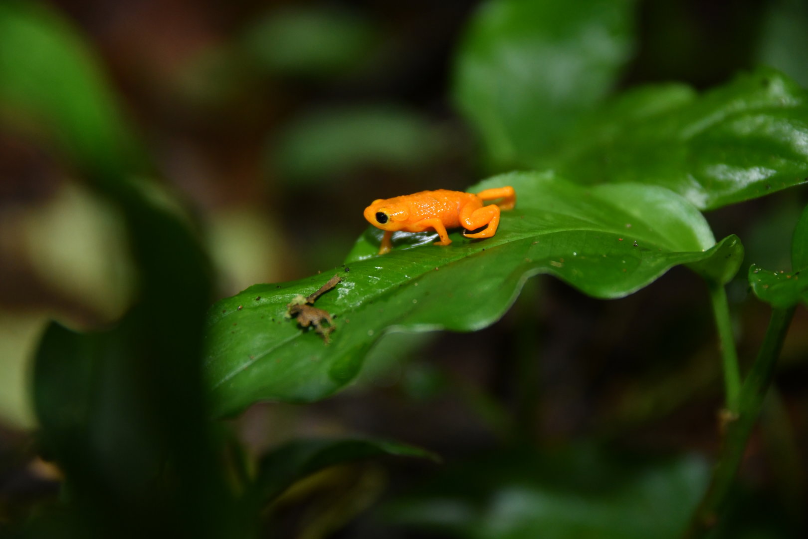 Brachycephalus ephippium