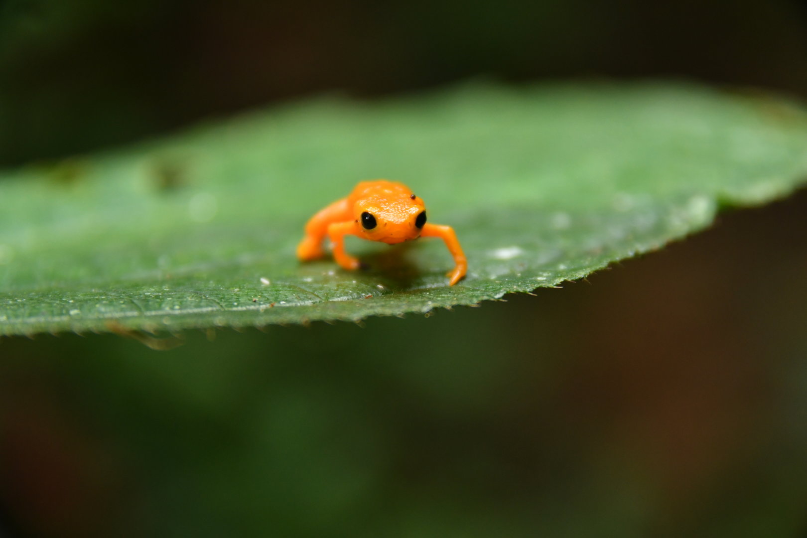 Brachycephalus ephippium