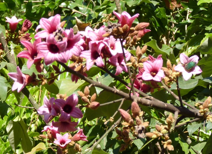 Brachychiton discolor