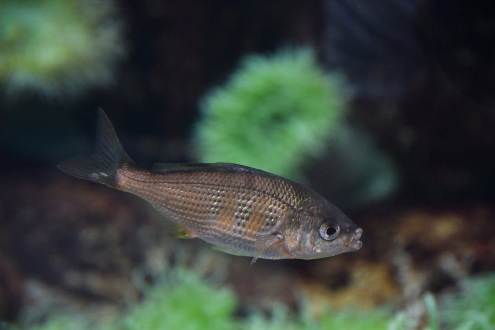 Brachyistius frenatus ?