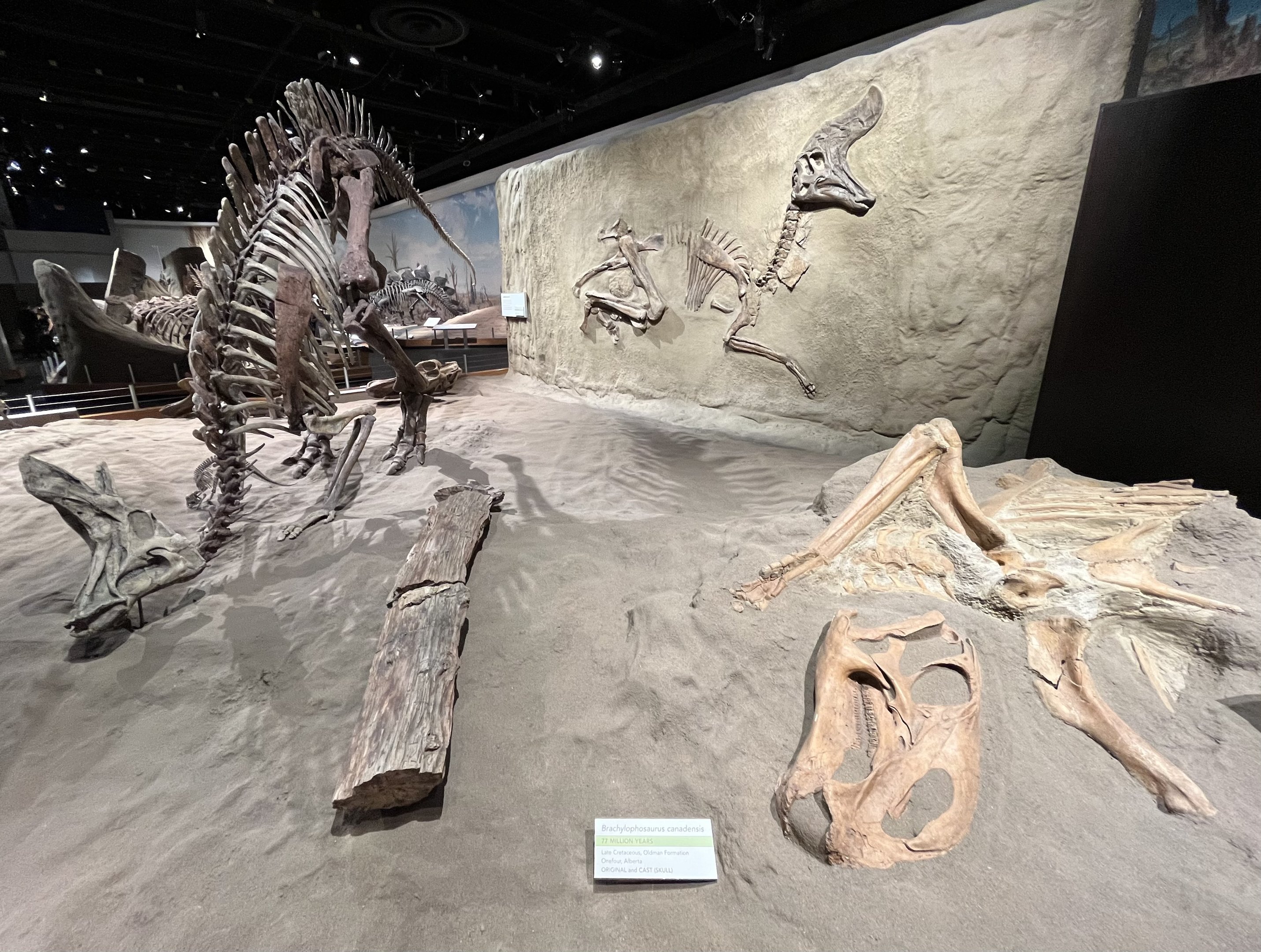 Brachylophosaurus canadensis