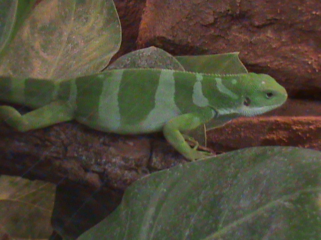 Brachylophus fasciatus 061110