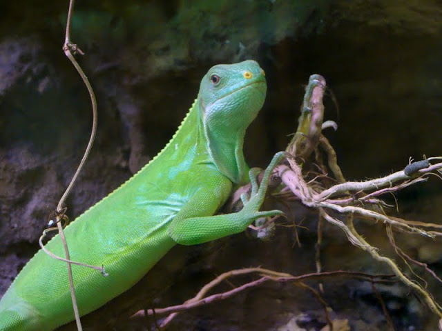 Brachylophus fasciatus