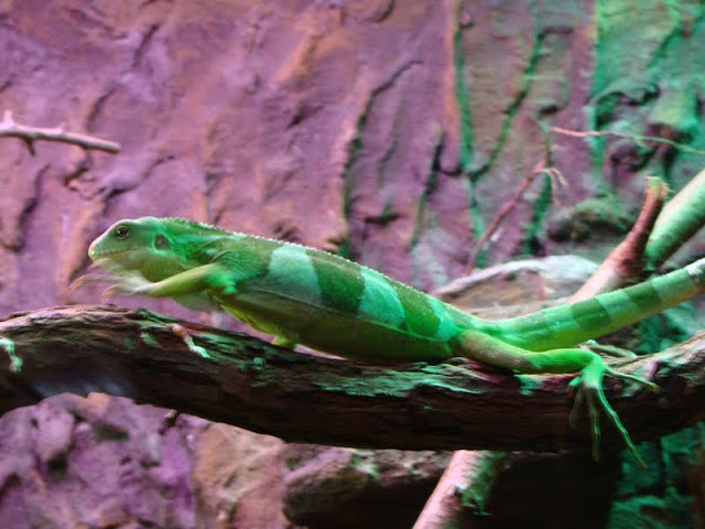 Brachylophus fasciatus
