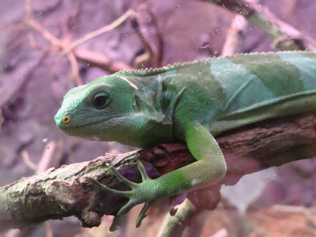 Brachylophus fasciatus