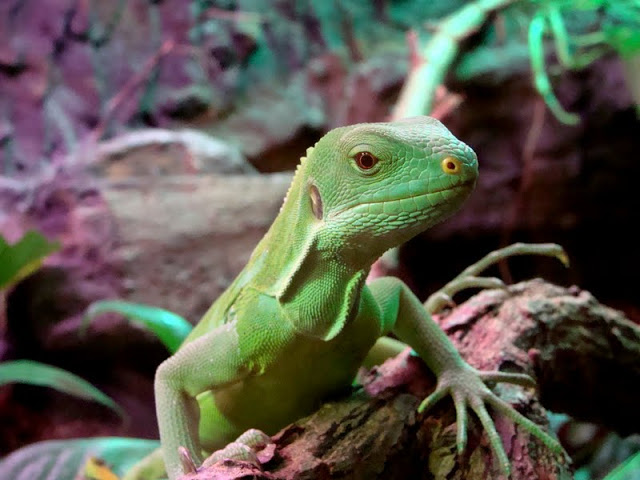 Brachylophus fasciatus