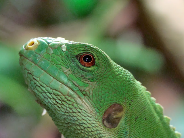 Brachylophus fasciatus