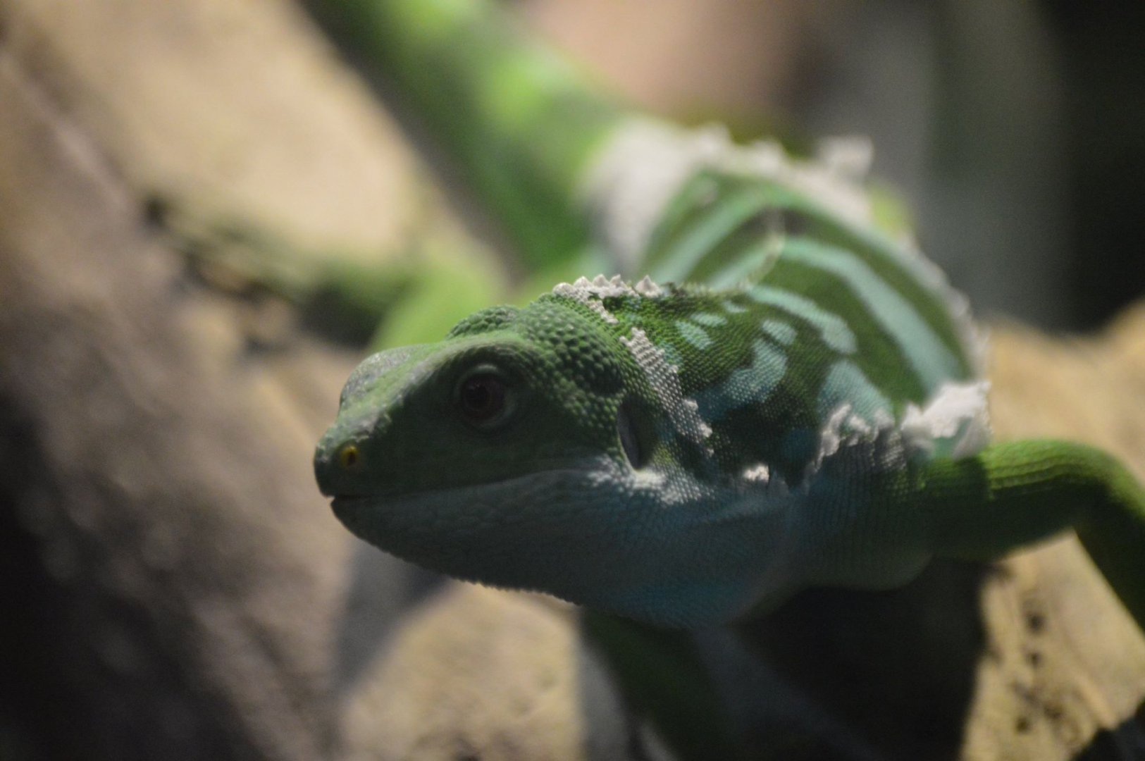 Brachylophus fasciatus