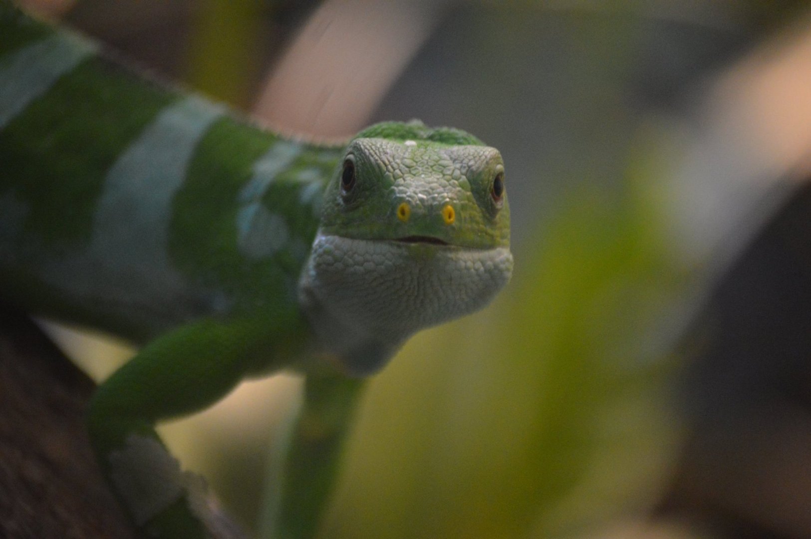 Brachylophus fasciatus