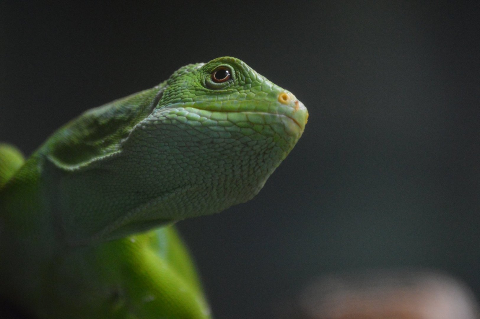 Brachylophus fasciatus